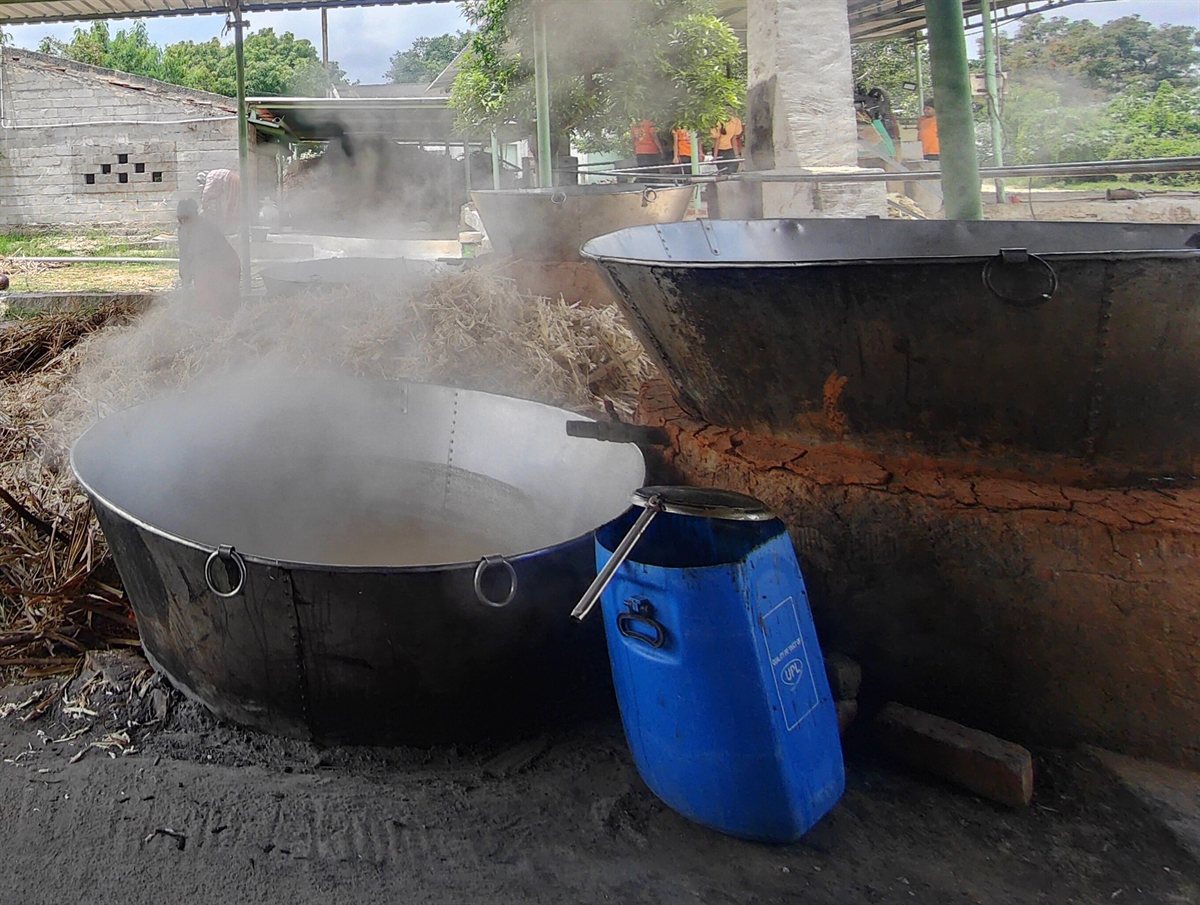 Sugarcane field &amp; jaggery making