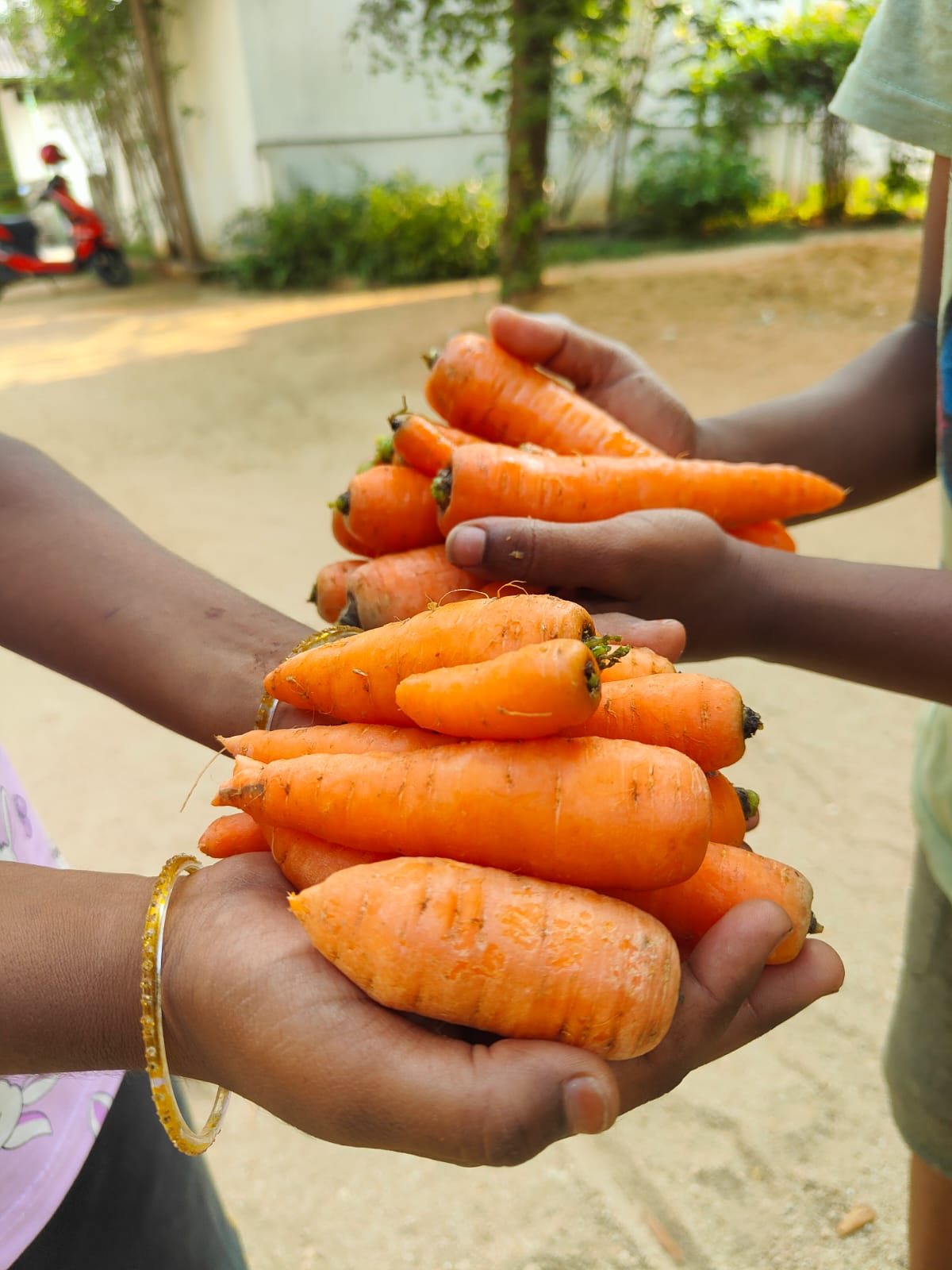 Vegetable gardening