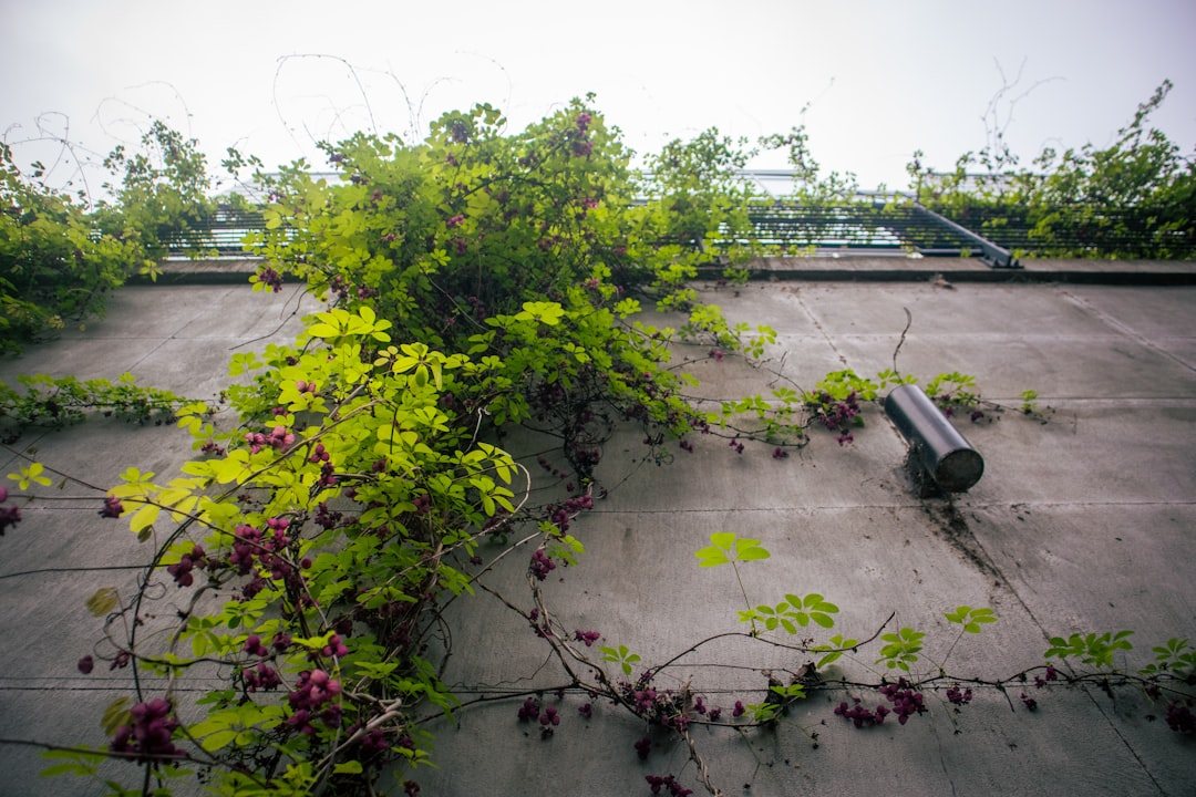 Terrace Gardening